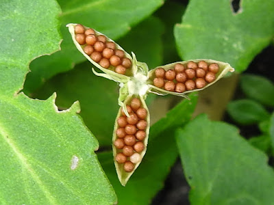 小菫菜的種子