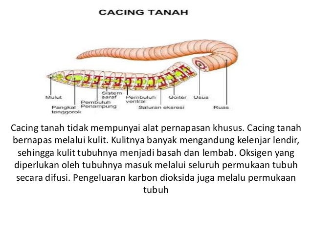 Cara Kerja Organ Pernapasan  Pada Cacing Tanah Kumpulan 