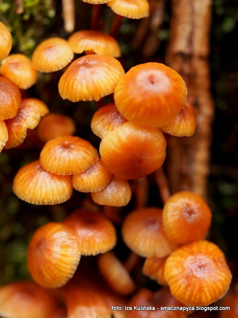 pepowniczka dzwonkowata, xeromphalina campanella, grzyby gatunkami, atlas grzybow, jaki to grzyb, grzybobranie, grzyb, grzybek, rozpoznawanie grzybow, poznajemy grzyby, mykologia, fungi