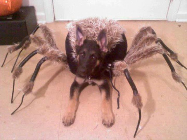 Funny and creative pet costumes, dog costumes, dressed up dog