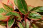 Aglaonema Siam Aurora - Red Aglaonema care