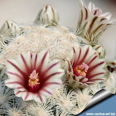 Mammillaria lasiacantha