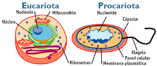 Células procariontes y eucariontes