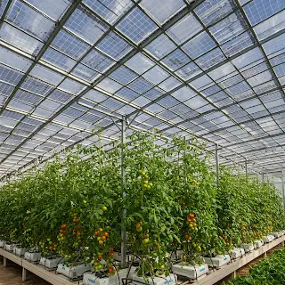 Advanced greenhouse with perovskite solar cell roof.