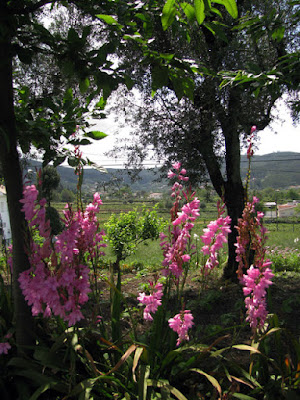 flor brinco de princesa