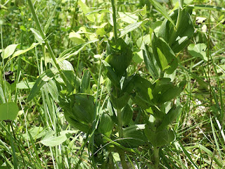 Épipactis à larges feuilles - Epipactis helleborine