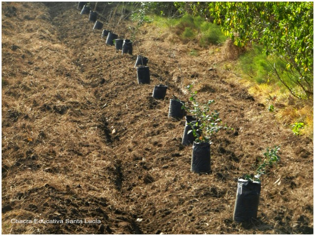 Plantando una cortina cortavientos de árboles nativos - Chacra Educativa Santa Lucía