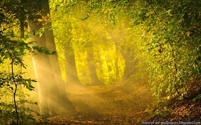 Sunlight through trees