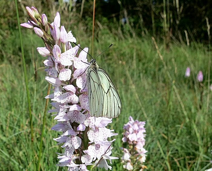 L'Orchis des bruyères