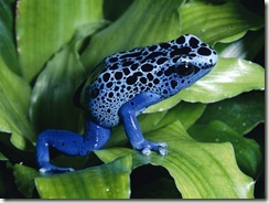 blue-poison-dart-frog