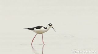 Black-necked Stilt