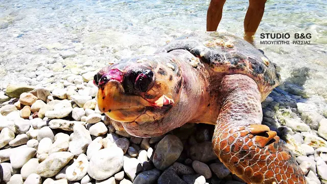 Νεκρή θαλάσσια χελώνα στο Ναύπλιο (βίντεο)