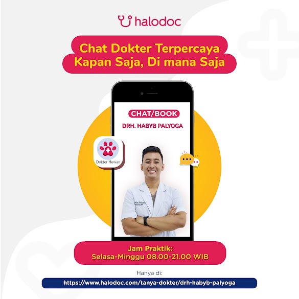 Konsultasi Online Dokter Kucing
