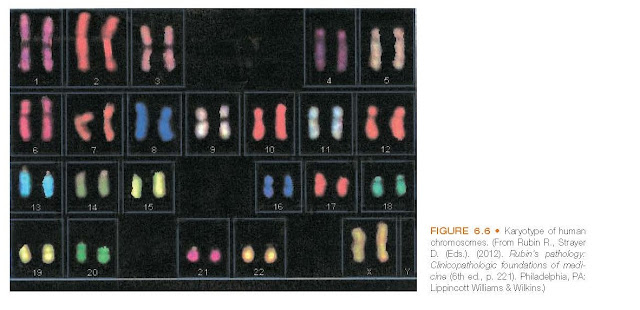 Karyotype of human chromosomes.