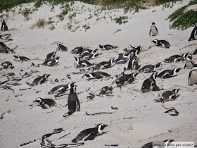 Boulders Beach