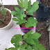 POKOK TIN MURAH