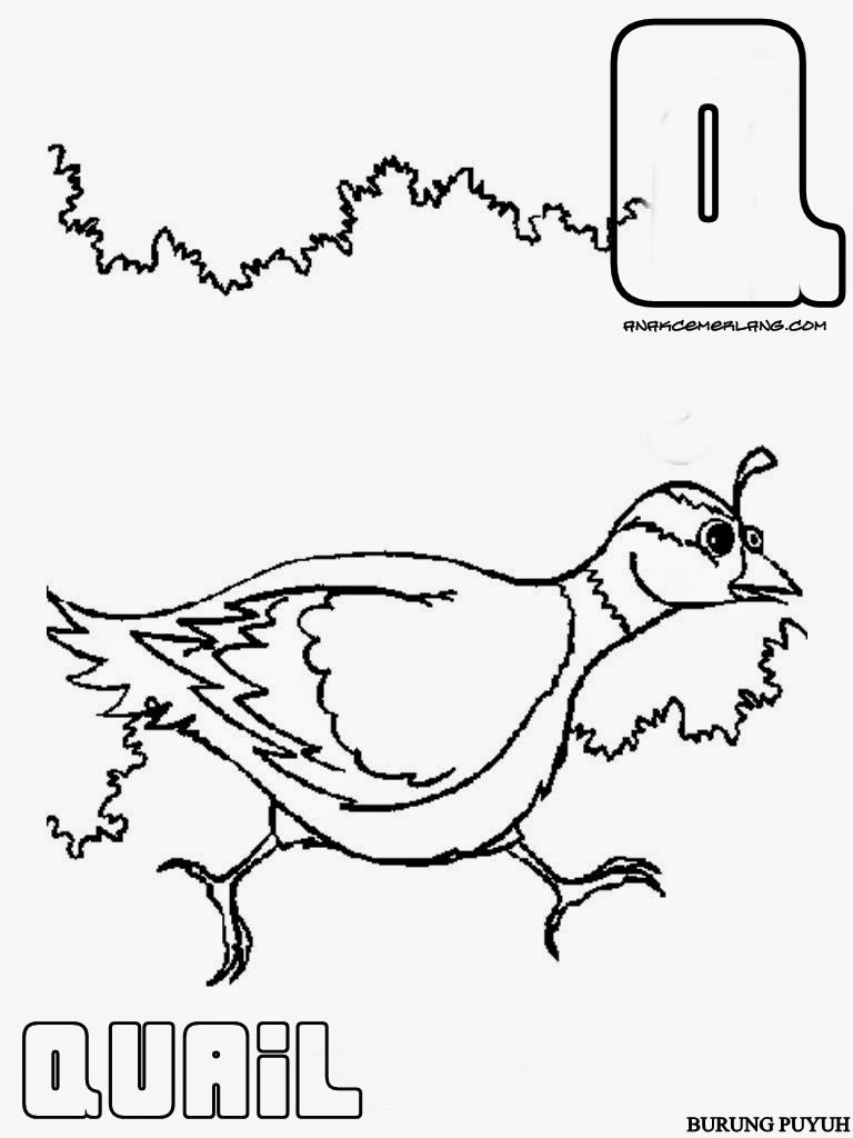  Contoh  Gambar Mewarnai Burung Puyuh KataUcap