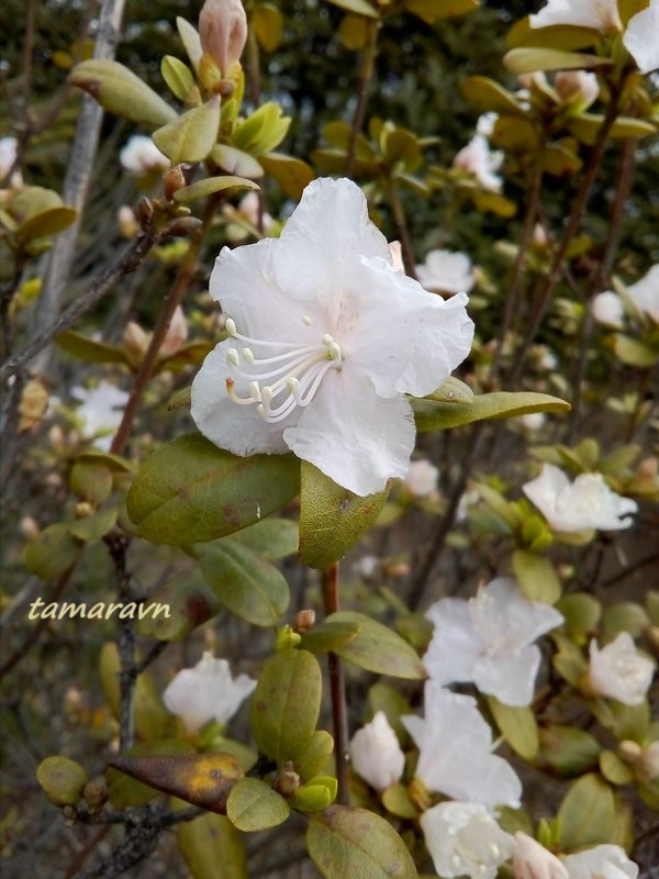 Рододендрон остроконечный (Rhododendron mucronulatum)