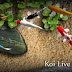 Koi Live Wallpaper Apk