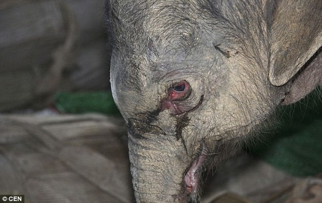 Baby elephant cries after his mother rejects him (4 pics), baby elephant pics, baby elephant cries pics