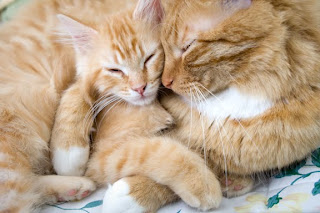 Two feline friends snuggling