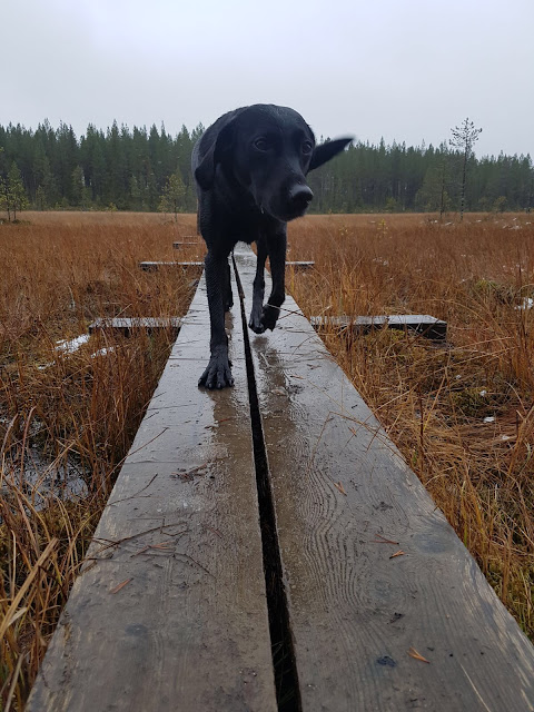 Kuusamo pitkospuut Karhunkierros