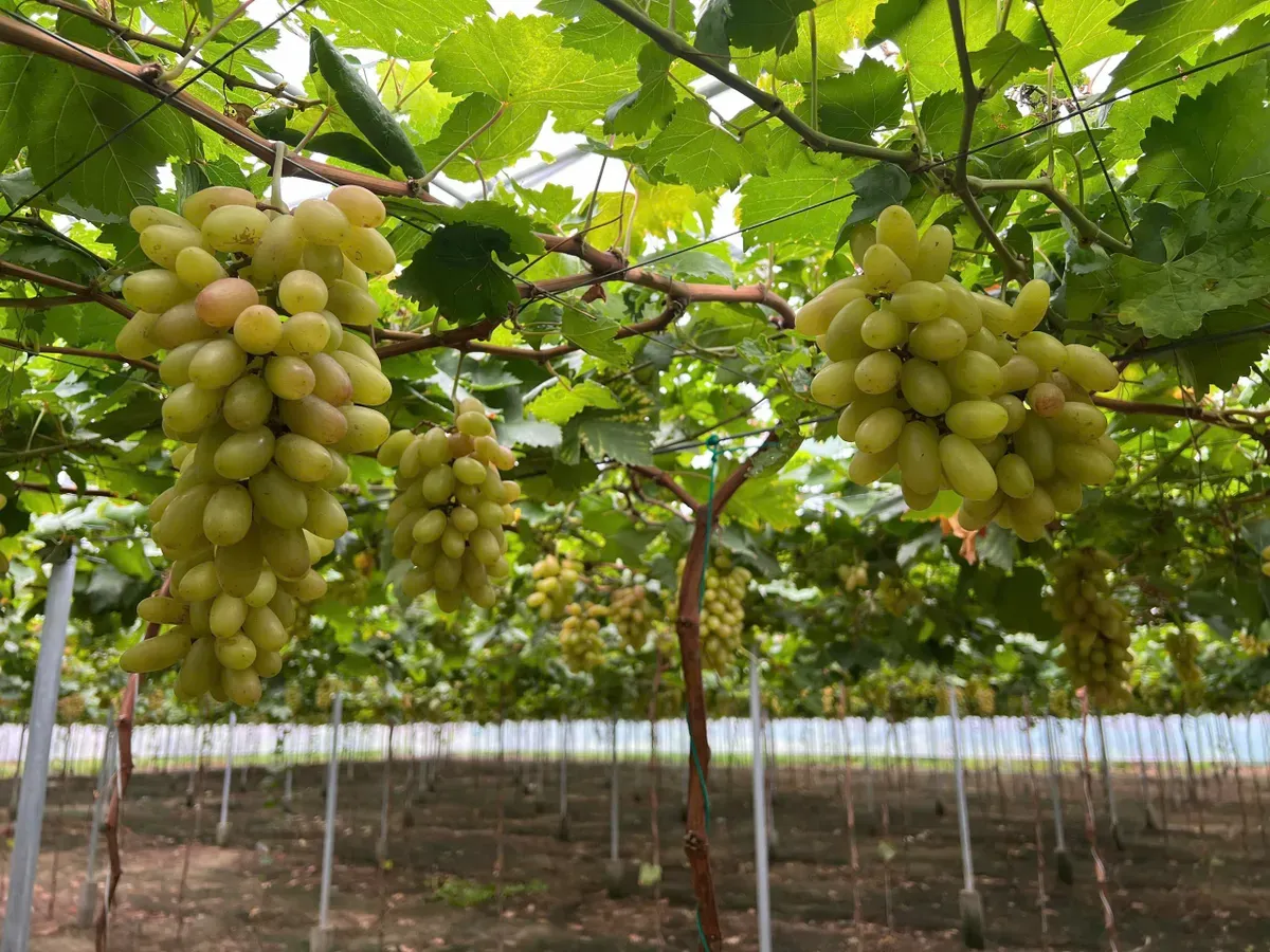 Những chùm quả mang về làm quà như một lời nhắn gửi: vùng đất này có điều gì đó rất riêng, rất khó quên.