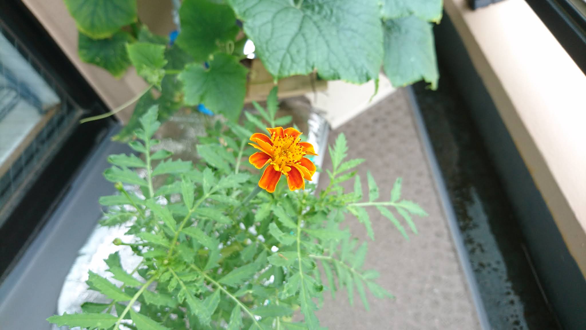水耕栽培のマリーゴールドに花が咲いた 68日目 窓際菜園 リビングで野菜を水耕栽培