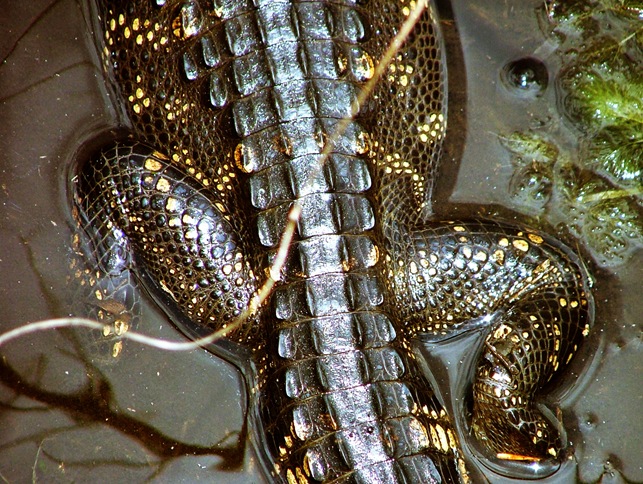 baby alligator