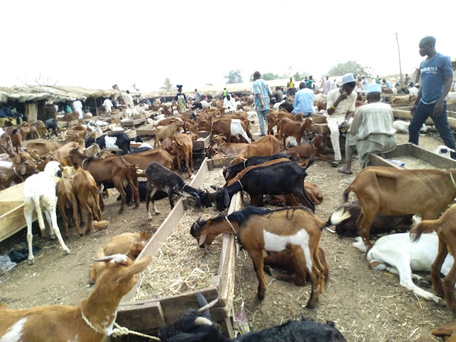 Goat Market West Africa Dwarf Livestocktrend