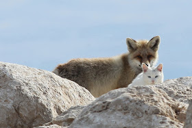Cat and fox become best friends, van cat, fox pictures, cat and fox