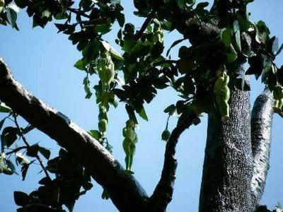 01 004 Pohon Berbuah Bentuk Tubuh Wanita