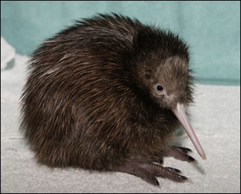 kiwi jong