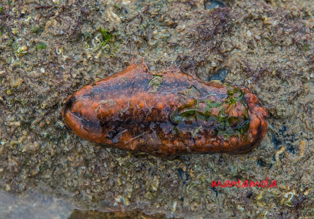 Orange sea cucumber