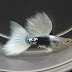 Guppy HB White Tuxedo