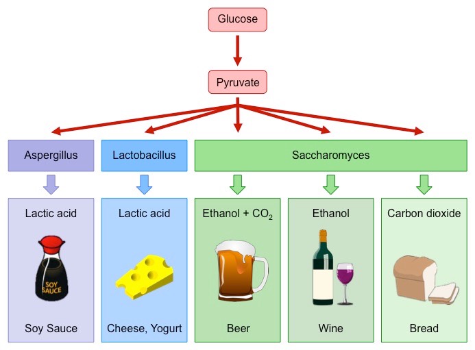 microbiology: ROLE OF MICRO-ORGANISMS IN FOOD PRODUCTION - Fermentation ProDucts