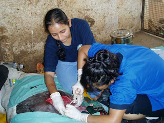 C-section being performed on the cow