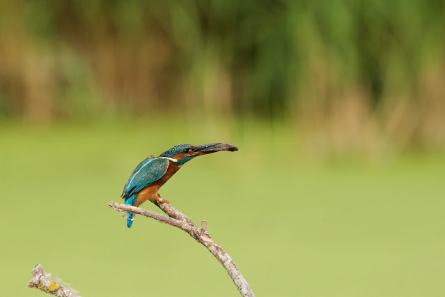 Common Kingfisher छोटा किलकिला, राम चिरैया, शरीफन, निता मछराला  (Alcedo atthis)  RSPB Rye Meads August 2022