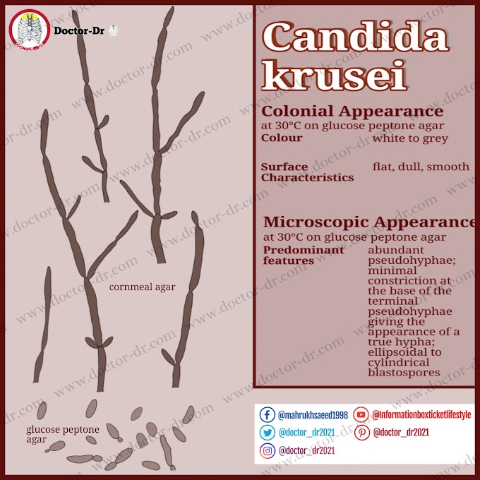 Candida krusei - Doctor_dr2021