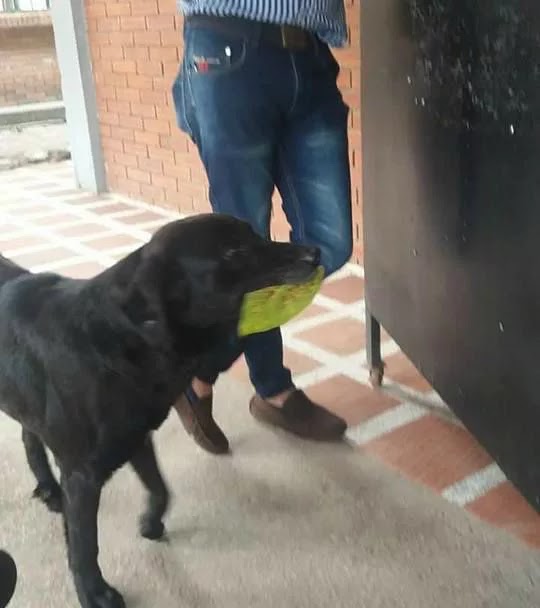 Genious Dog Invents Unique Currency To Purchase Treats Daily