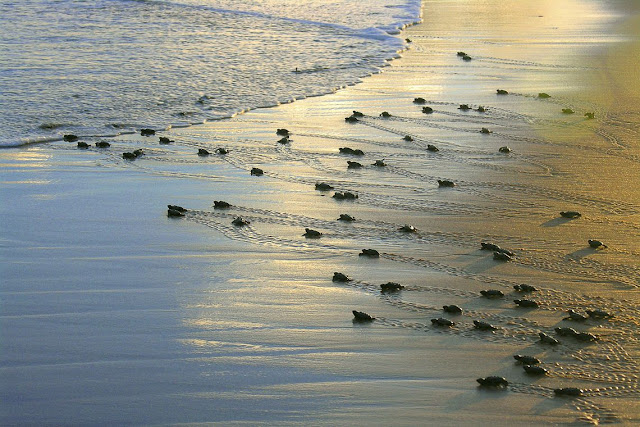 Projeto Tamar anuncia marca de 40 milhões de tartarugas protegidas