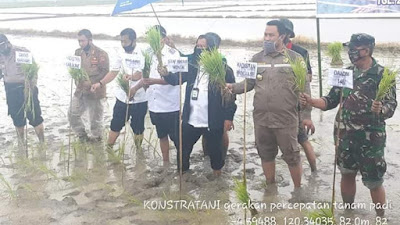 Wabup Bone Bersama Staf Ahli Mentan RI Tanam Padi di Desa Tulungeng