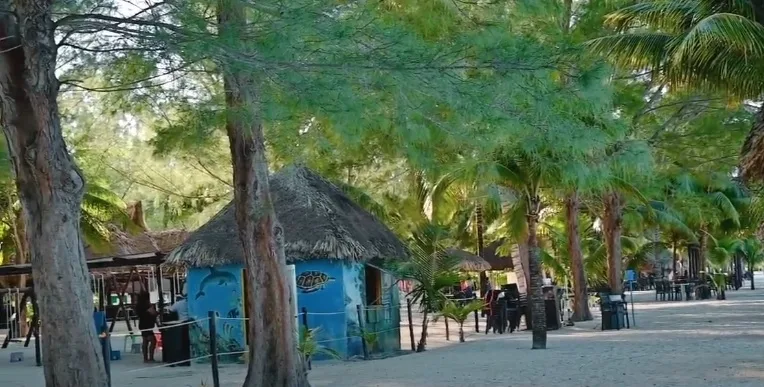 Palapas en la sombra con palmeras al fondo