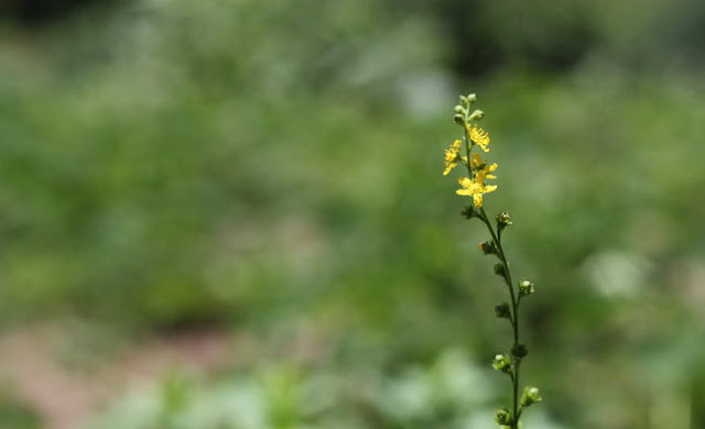 Agrimony Flowers Pictures