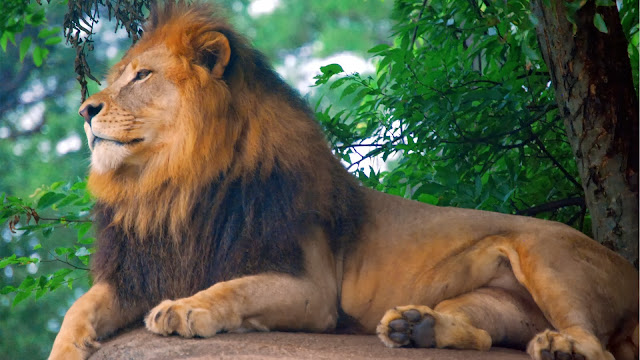 Lion King of Zoo HD Wallpaper