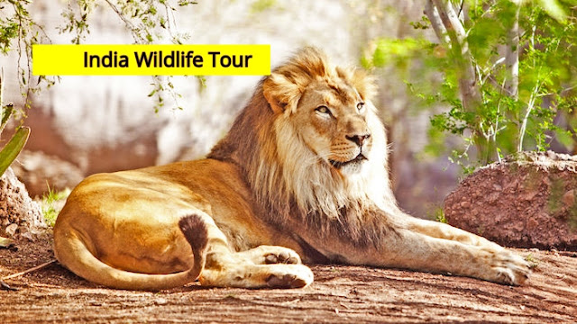 India Wildlife tour, india jungle safari tour, india tour wildlife, wildlife tours