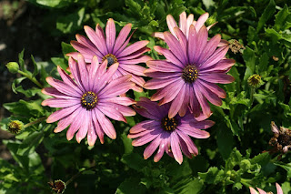 Osteospermum ecklonis ‘Cape daisy nuanza copper-purple’ - Dimorphotheca ecklonis ‘Cape daisy nuanza copper-purple’