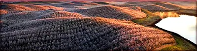 Almond Orchards