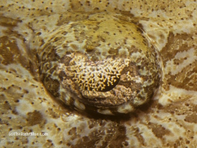 Macro photo of eye lappets on a Crocodile Fish