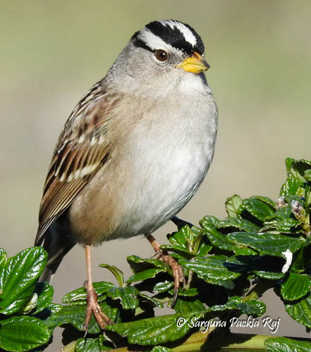 White-crowned sparrow